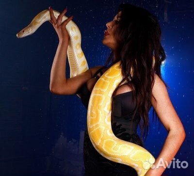 Фотосессия со Змеями (аренда)