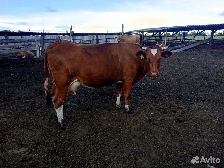 Коровы дойные