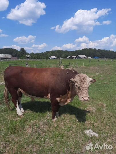 Бык герефорд