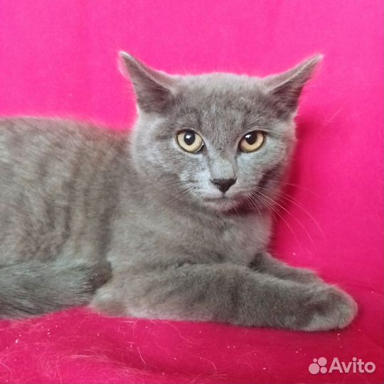 Котёнок 3 месяца