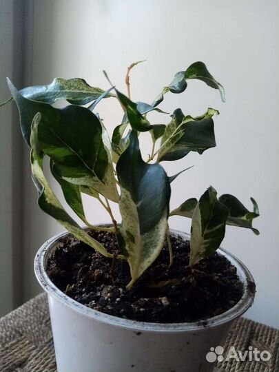 Фикус бенджамина