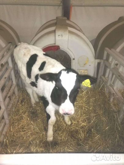 Бычки на выращивание