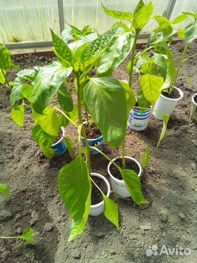Рассада болгарского перца