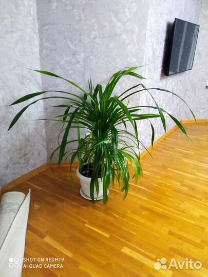 Пальма панданус