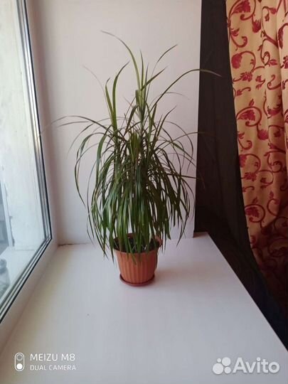 Драцена маргината