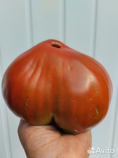 Семена томатов набор