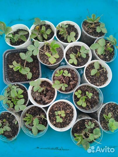 Усы земляники ремонтантной