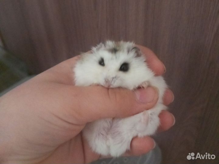 Джунгарский хомяк с клеткой