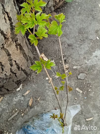 Ягодные кустарники