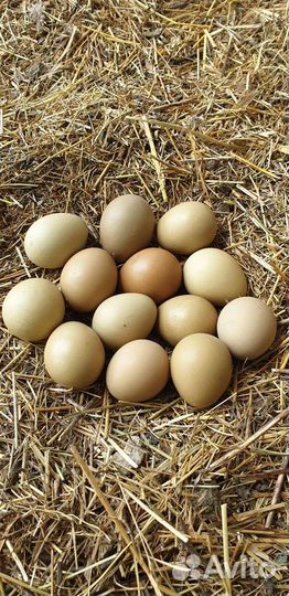 Инкубационное и столовое яйцо фазанов