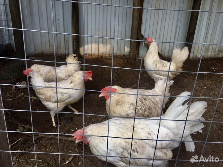 Петух и куры