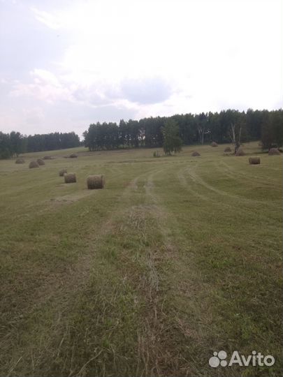 Продам сено в рулонах