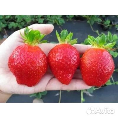 Рассада ремонтантной клубники 4 сорта зкс доставка