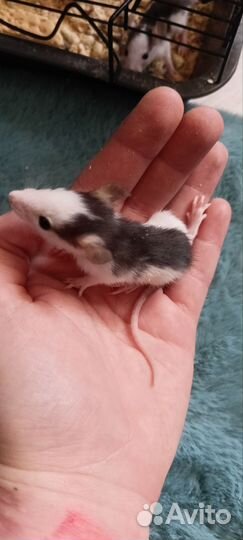 Крыса хаски