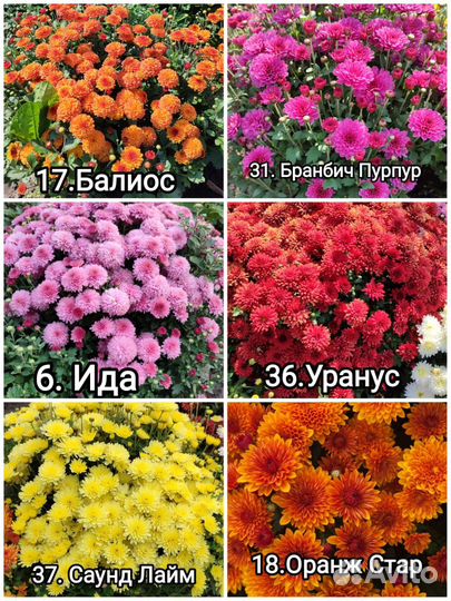 Хризантемы мультифлора