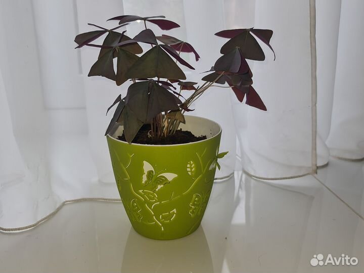 Кислица оксалис