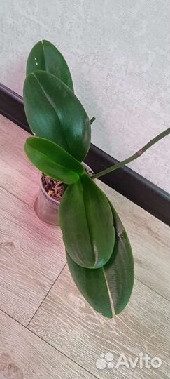 Орхидея фаленопсис