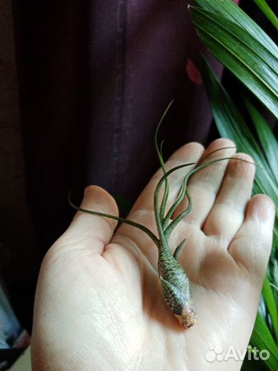 Тилландсия Атмосферная