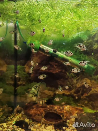 Мальки Сапфирового попугая