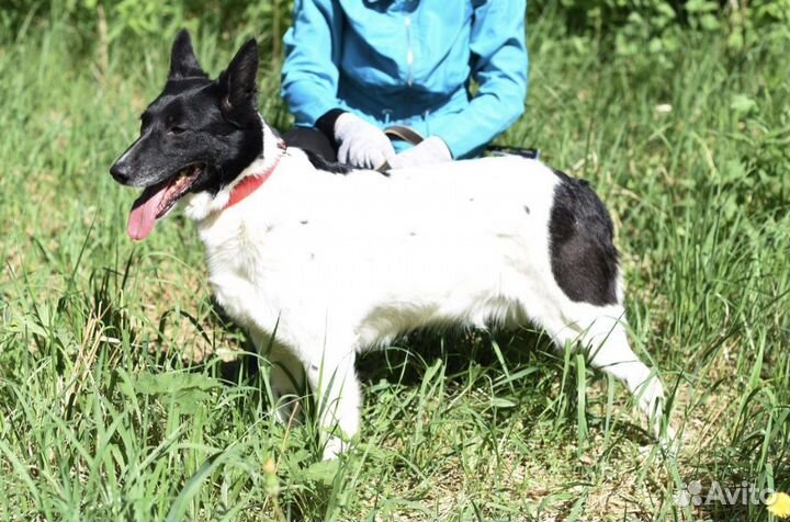 Собака Чука из приюта в добрые руки бесплатно