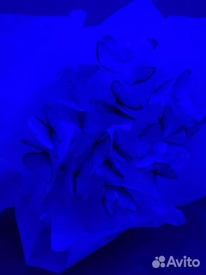 Букет из бабочек