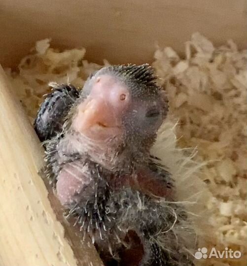 Попугай корелла птенец