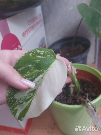 Монстера вариегатная альба