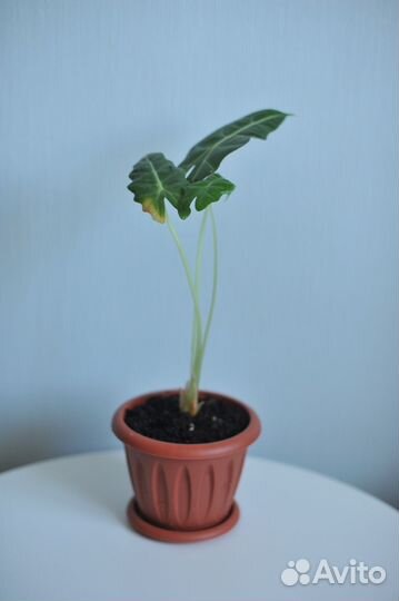 Алоказия полли