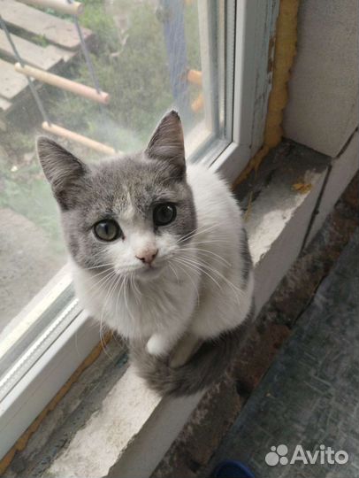 Кошки в добрые руки бесплатно