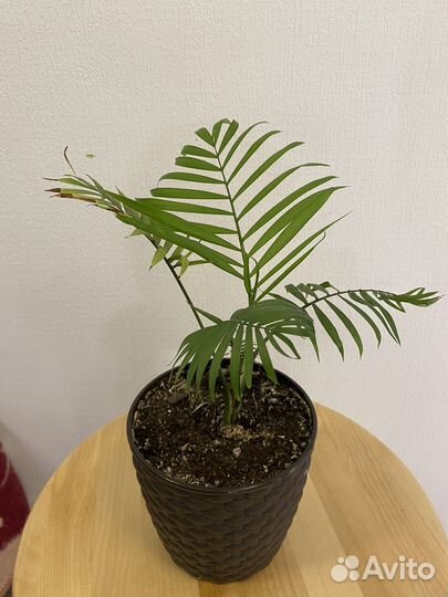 Пальма Хамедорея