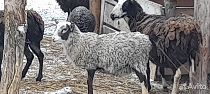 Овцы бараны ягнята романовские