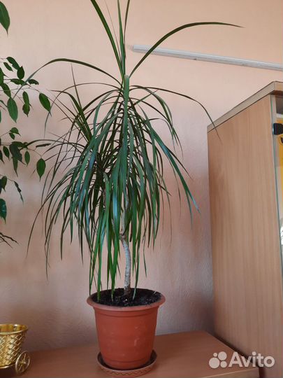 Пальма драцена