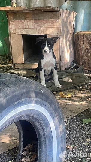 Щенок в добрые руки