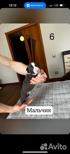 Стаффордширский терьер