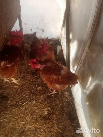 Инкубационное яйцо борковской и голошейки