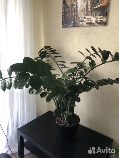 Замиокулькас