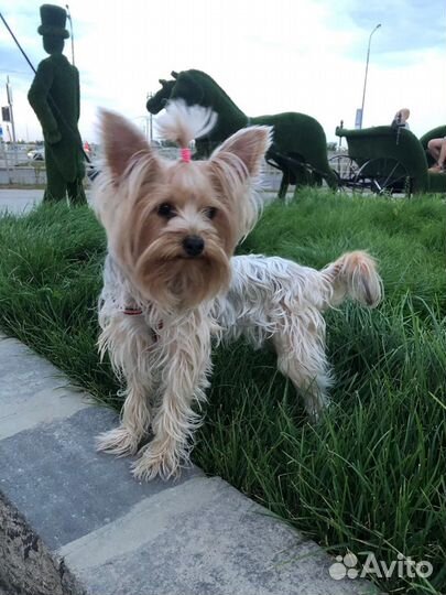 Йоркширский терьер щенки