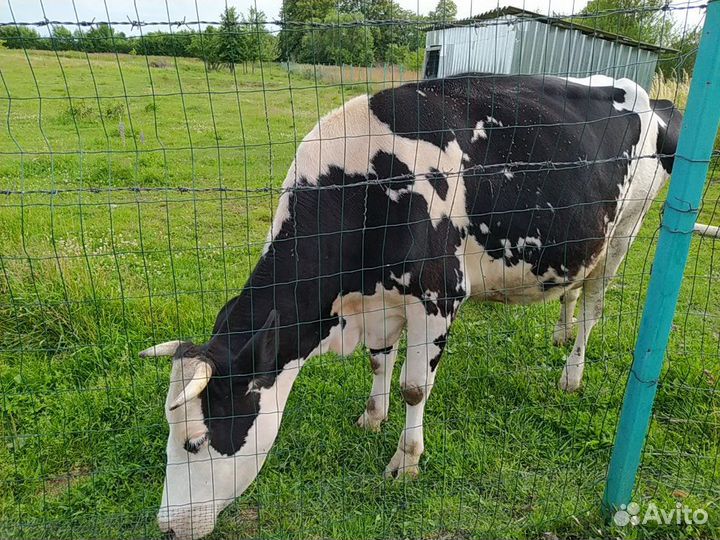 Продам корову
