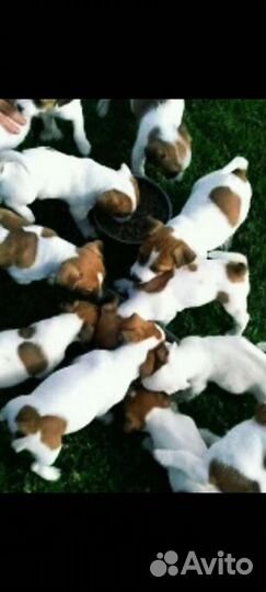 Щенки джек Рассел терьер