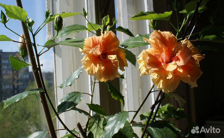 Гибискус махровый китайский пышный красивейший