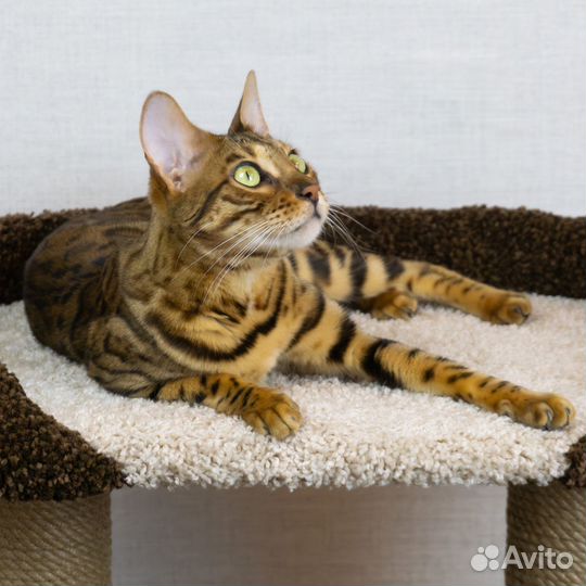 Когтеточка «Феликс»