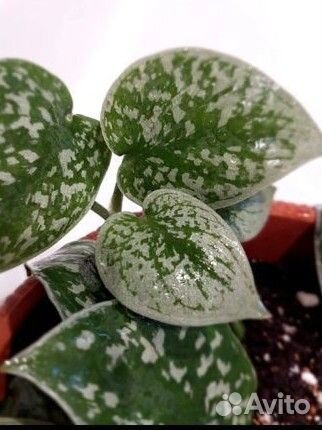 Сциндапсус пиктус аргиреус