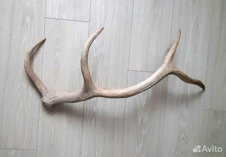 Рога оленя вешалка в интерьер