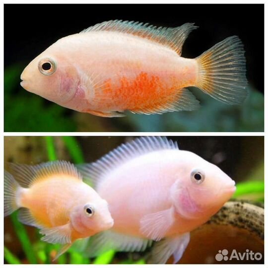 Рыба цихламоза Фламинго-готовы к переезду