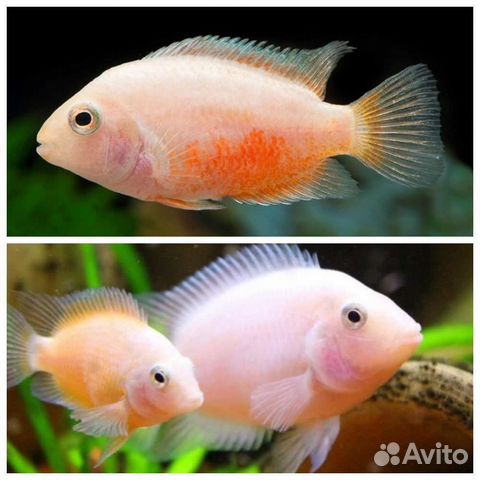 Рыба цихламоза Фламинго-готовы к переезду