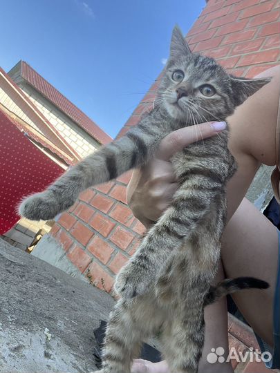 Котенок девочка в добрые руки