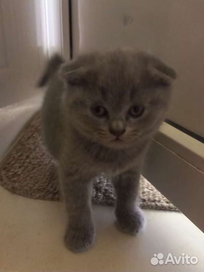 Шотландские котята