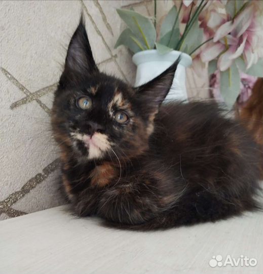 Котята Мейн-куны