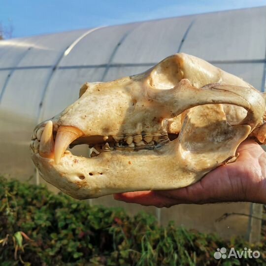 Череп медведя(имитация)