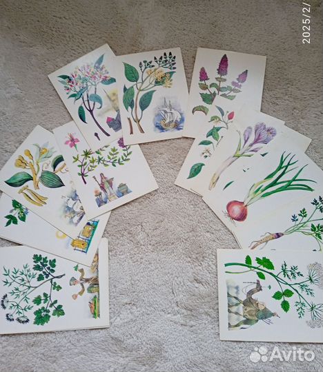 Набор открыток СССР Из истории пряных растений